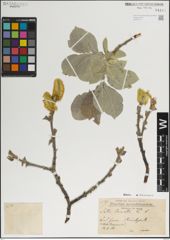 Foto von Salix lanata L.